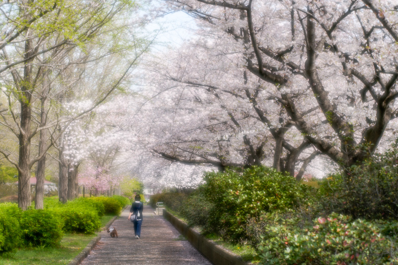 猿江公園の桜2023