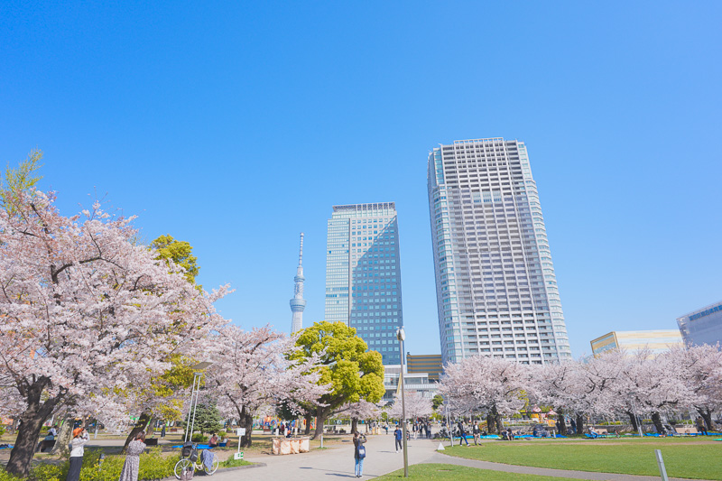 錦糸公園の桜2023