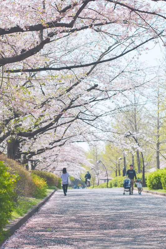 猿江公園の桜2023