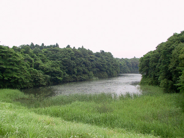 千葉県印西市の池（2001年6月23日撮影）