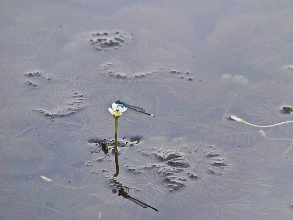 千葉県印西市の池（2001年8月23日撮影）