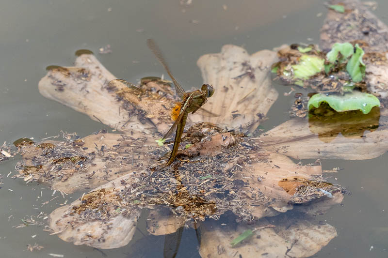 タイリクショウジョウトンボ（産卵）